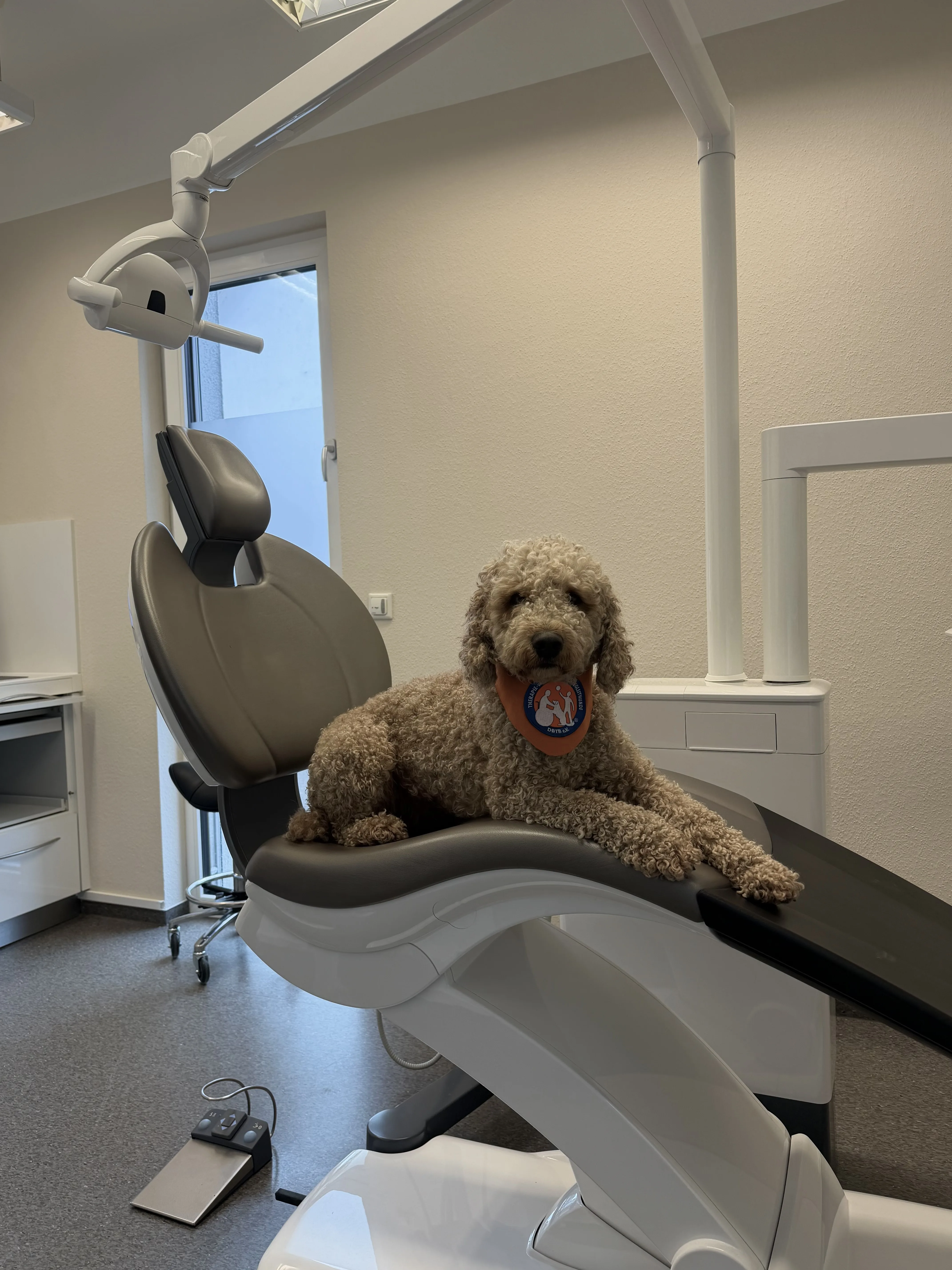 Therapiehund Oskar liegt entspannt auf dem Behandlungsstuhl und sorgt für eine ruhige Atmosphäre